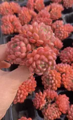 新入荷コウホウセキグン×50苗 X660土付き 多肉植物 詰め合わせ アエオニウム エケベリア サボテン 韓国苗

