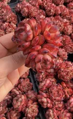 新入荷ティーエム×50苗 X659土付き 多肉植物 詰め合わせ アエオニウム エケベリア サボテン 韓国苗

