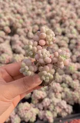 新入荷キャビアスモールスタンプ×50苗 X661土付き 多肉植物 詰め合わせ アエオニウム エケベリア サボテン 韓国苗

