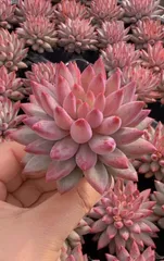 新入荷グビジン×50苗 X663土付き 多肉植物 詰め合わせ アエオニウム エケベリア サボテン 韓国苗

