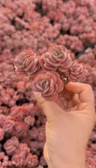 新入荷シュウエン×50苗 X666土付き 多肉植物 詰め合わせ アエオニウム エケベリア サボテン 韓国苗

