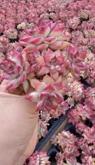 新入荷ペイントバケツ×50苗 X664土付き 多肉植物 詰め合わせ アエオニウム エケベリア サボテン 韓国苗

