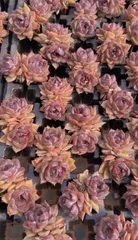 新入荷ブルーベリーグン×50苗 X662土付き 多肉植物 詰め合わせ アエオニウム エケベリア サボテン 韓国苗

