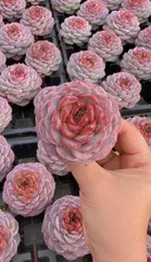 新入荷カクチョウコウ×50苗 X668土付き 多肉植物 詰め合わせ アエオニウム エケベリア サボテン 韓国苗

