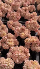 新入荷メヒナニシキ×50苗 X667土付き 多肉植物 詰め合わせ アエオニウム エケベリア サボテン 韓国苗

