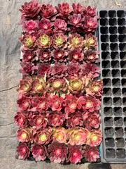 新入荷ヨセウエ×50苗 NT102土付き 多肉植物 詰め合わせ アエオニウム エケベリア サボテン 韓国苗

