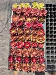 新入荷ヨセウエ×50苗 NT101土付き 多肉植物 詰め合わせ アエオニウム エケベリア サボテン 韓国苗

