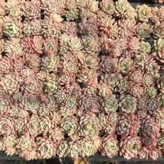 新入荷210911×72苗 X671土付き 多肉植物 詰め合わせ アエオニウム エケベリア サボテン 韓国苗

