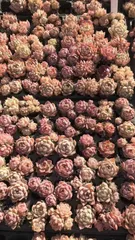 新入荷210710×72苗 X669土付き 多肉植物 詰め合わせ アエオニウム エケベリア サボテン 韓国苗

