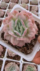 新入荷 シフォンドレス×18株 Z5230抜き苗 多肉植物　詰め合わせ アエオニウム エケベリア サボテン 韓国苗