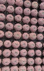 新入荷 ピンクバレエ×88株 Z5226抜き苗 多肉植物　詰め合わせ アエオニウム エケベリア サボテン 韓国苗