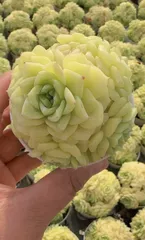 新入荷 ハクテンガ×32株 Z5229抜き苗 多肉植物　詰め合わせ アエオニウム エケベリア サボテン 韓国苗