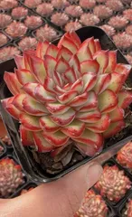 新入荷 メキシカンリンユィン×32株 Z5225抜き苗 多肉植物　詰め合わせ アエオニウム エケベリア サボテン 韓国苗
