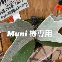 ビカクシダ ウィリンキーミスタースーダン×スノーホワイトP.Willinckii