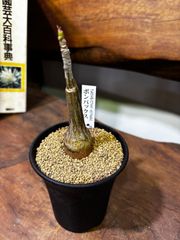 F72 礼文アツモリソウ1本立 - メルカリ