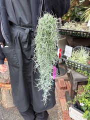 ☆エアプランツ 【おまかせ6種類 Sサイズ】 チランジア エアー