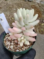 【乙女心錦】　A　セダム　多肉植物