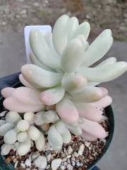 【乙女心錦】　B　セダム　多肉植物