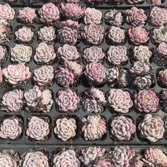 新入荷　カイドウ　鮮やかな72苗セット　土と根付き　多肉植物　エケベリア　セダム　韓国苗　詰め合わせ　寄せ植え　X673