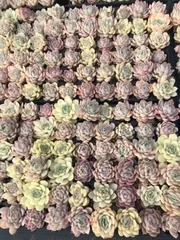 新入荷　ゴシキウメ　鮮やかな128苗セット　土と根付き　多肉植物　エケベリア　セダム　韓国苗　詰め合わせ　寄せ植え　X672