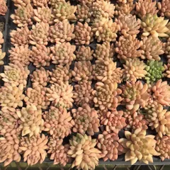 新入荷　イエローフラワー　鮮やかな72苗セット　土と根付き　多肉植物　エケベリア　セダム　韓国苗　詰め合わせ　寄せ植え　X670