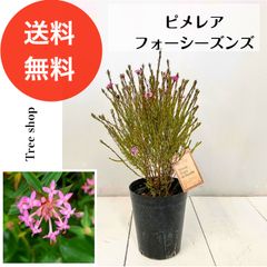 クレマチス フェルマータピンク 六号宅配本州限定関西まで - メルカリ
