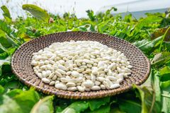 mーa様用 月山筍2箱分 蕨3キロセット 2026年 無農薬野菜 山菜 - メルカリ