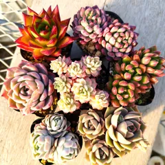 多肉植物 エケベリア  7種セット ee9 抜き苗