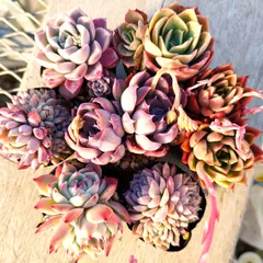 多肉植物 エケベリア 7種セット ee10 抜き苗