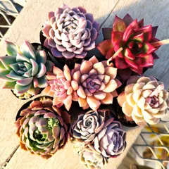多肉植物 エケベリア 実生苗 7種セット om91 抜き苗