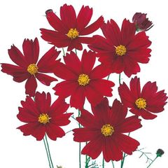 夏咲福寿草 種 50粒 - メルカリ