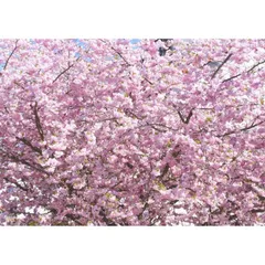 絵画風 壁紙ポスター (はがせるシール式) さくら 空間にやわらかな彩りを 貼るインテリア  キャラクロ FSKR-013A2 (A2版 594mm×420mm) ＜日本製＞ ウォールステッカー お風呂ポスター