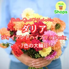 【お花の種】ダリア☆ジャイアントハイブリッドmix 種子 約20粒！多年草 球根のサムネイル