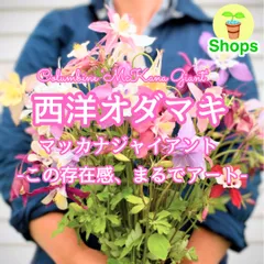 【お花の種】西洋オダマキ☆マッカナジャイアント 花の種子 約50粒！のサムネイル