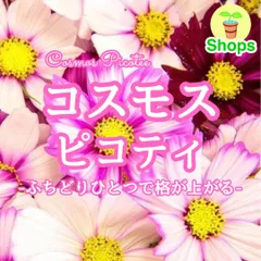 【お花の種】コスモス☆ピコティ 種子 約50粒！のサムネイル