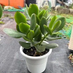 多肉植物 金の成る木　根付き抜き苗のサムネイル