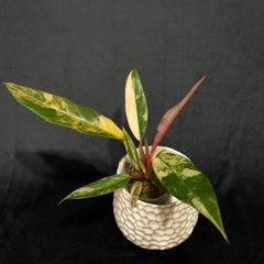 現品　フィロデンドロン　キャラメルマーブル　54番　観葉植物　レア　インテリア 現品 フィロデンドロン キャラメルマーブル 54番 観葉植物 レア