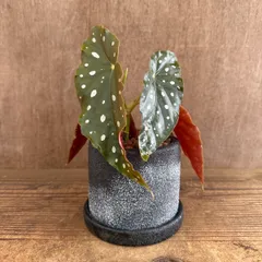 ★リメイク鉢★ ベゴニア マクラータ 陶器鉢 現品 Begonia maculata シュウカイドウ科 ベゴニア属  観葉植物 観葉 植物  インテリア プレゼント かわいい おしゃれ グリーン ドット柄