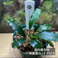 【1年養生/AJタグ付き】sp. 