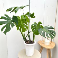モンステラミューテーション モンステラ福助フォーム - メルカリ