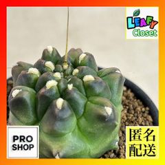 ユーフォルビア ギムノカリキオイデス モンスト株？ - メルカリ
