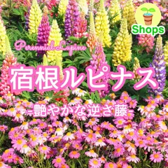【お花の種】宿根ルピナス☆昇り藤 種 約30粒！のサムネイル