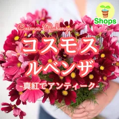 【お花の種】コスモス☆秋桜 ルベンザ 種子 約20粒！のサムネイル