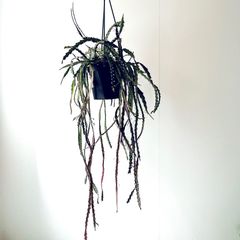 希少》リプサリス ピンクサリー 観葉植物 吊り下げ calm cafe - メルカリ