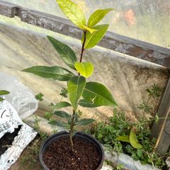 無農薬 月桂樹 ✳︎ ローリエ ✳︎ ローレル 苗木 植木 常緑樹 無農薬 月桂樹 ✳︎ ローリエ ✳︎ ローレル 苗木 植木 常緑樹 - メルカリ