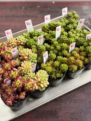 ぶっちゃん様専用　ご注文おまとめ15こ