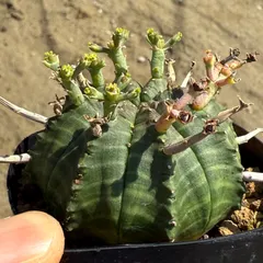 Euphorbia valida ユーフォルビア バリダ 実生 （多肉植物 観葉植物）のサムネイル