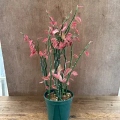 ペディランサス 大銀竜 ダイギンリュウ 現品　Pedilanthus tithymaloides トウダイグサ科 ペディランサス属 大銀龍 ティティマロイデス ジグザグプランツ リボンカクタス 観葉植物 観葉 植物 インテリア