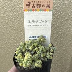 古都の葉さん苗❣️ミモザブーケ❣️札付き❗️多肉植物 抜き苗 - メルカリ