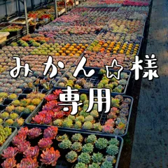 みかん☆様専用